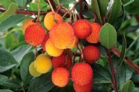 Arbutus unedo - autumn fruits