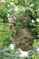 Wasp nest in tree - European wasp
