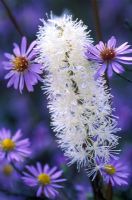Actaea simplex 'Pritchards Giant', Cohosh and Aster turbinellus