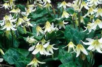 Erythronium californicum 'White Beauty' 