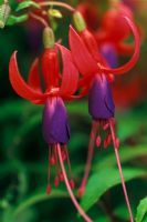 Fuchsia genii