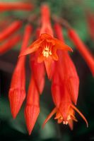 Fuchsia 'Thalia' 