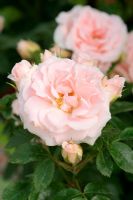 Rosa 'Lovely Bride' = patio rose 'Meiratcan' 