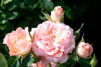 Rosa 'Sweet Wonder' patio rose