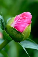 Paeonia 'Lovely Rose' flower bud in June