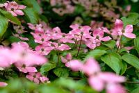 Cornus kousa 'Satomi' flowering in June