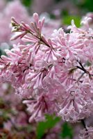 Syringa x josiflexa 'Bellicent' flowering in June