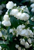 Philadelphus 'Snow Belle' flowering in June
