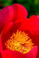 Paeonia 'Scarlett O'Hara' flowering in June