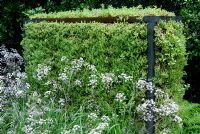 Sedums planted in an open metal frame to create a screen with Anthriscus sylvestris 'Ravenswing' 