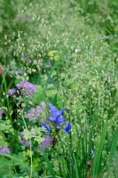 Briza media, Iris sibirica 'Perrys Blue', and Thalictrum aquilegifolium 'Thundercloud'