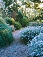Winter borders with Pennisetum alopecuroides 'Hameln' in Frost at Knoll Gardens, Dorset