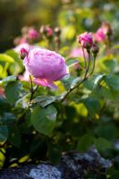 Rosa 'Constance Spry' 