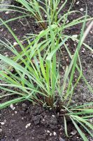 Cymbopogon citratus - Lemon Grass