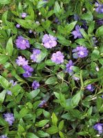 Vinca minor 'Azurea Flore Pleno' - Lesser Periwinkle 