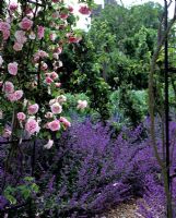 Arch with Roses and Nepeta - Catmint