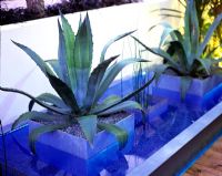 Agaves in containers placed in pond