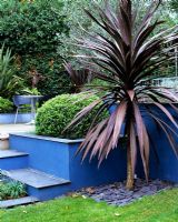 Modern blue garden with Bronze Cordyline with raised beds