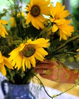 Woman arranging Helianthus - Sunflowers