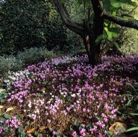 Cyclamen neapolitanum naturalised at     Coates Manor in Sussex.