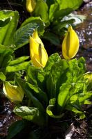 Lysichiton americanus - Yellow Skunk Cabbage in bog garden at Muncaster Castle  