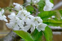 Prunus 'Sunburst' - Sweet Cherry  with blossom in Spring