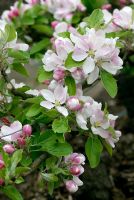 Malus 'James Grieve' - Apple blossom in Spring