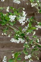 Prunus 'Nabella' - Sour Cherry blossom, fan trained against fence in Spring
