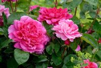 Rosa 'Sophy's Rose' (Auslot) 