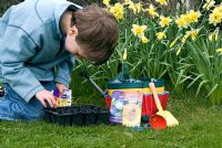 Boy planting seeds of Gourd 'Autumn Treasures'- ornamental variety. Narcissi in the background.  