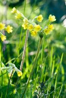 Primula veris in small wooded area in the long grass 