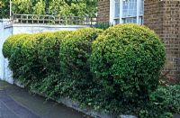 Privet hedge - Ligustrum vulgare sculpted in ball forms in front garden  