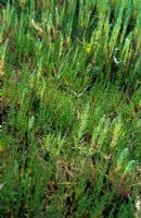 Samphire salicornia europea - glasswort 
