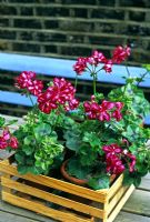 Ivy-leaved Pelargoniums - Climbing Geraniums in terracotta pots placed in wooden crate on table  