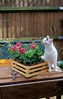 Ivy-leaved Pelargoniums - Climbing Geranium in terracotta pots in wooden crate, white cat on table 