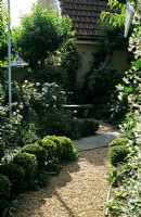 Dry front garden with gravel path, Buxus - box balls as hedge and Rosa 'Iceberg' 
