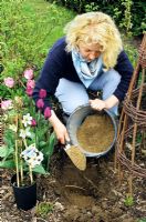 Woman adding gravel and sand to hole dug for Clematis to improve drainage 