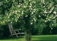 Seating under climbing rose in tree