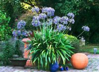 Summer container with Agapanthus
