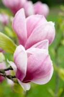 Magnolia x soulangeana 'Alexandrina'