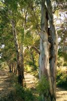 Eucalyptus trees on banks of dried up river