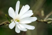 Magnolia stellata 'Centennial' flowering in April