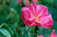 Rosa 'Prosperity' flowering in June