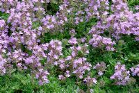Thymus 'Bressingham Pink' flowering in June