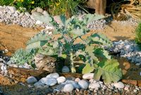 Drought-tolerant seaside style garden. Maritime Cabbage, pebbles and found objects