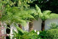 Dicksonia - Tree Ferns in corner of garden with whitewashed wall