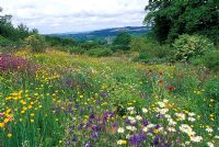 Flowering meadow inspired by the Cretan landscape at The Garden House, Devon