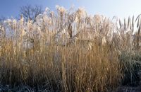 Miscanthus sinensis 'Silberfeder' with frost at RHS Wisley, Surrey
