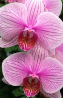 Phalaenopsis hybrid - Moth Orchid 