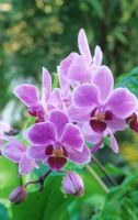 Miniature Phalaenopsis hybrid - Moth Orchid
